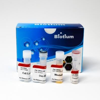 Caspase-8 IETD-R110 荧光HTS检测试剂盒 30012-2