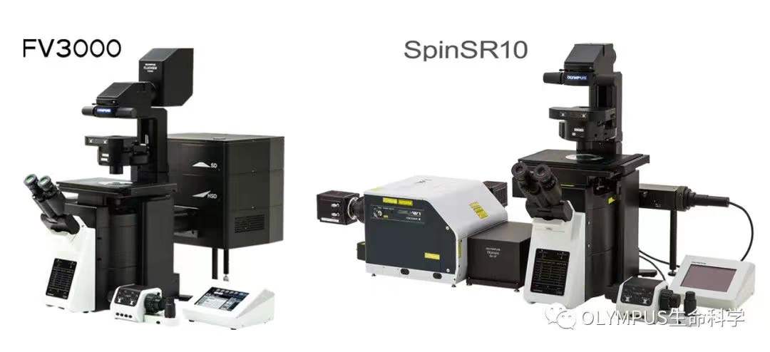 李晓江团队：利用猴模型发现遗传性帕金森疾病新机制