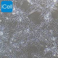 鸭脑微血管内皮细胞永生化/免疫荧光鉴定/镜像绮点（Cellverse）