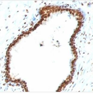 狂犬病单克隆小鼠抗体 (Rab-50),CF®680R,100ul BNC810943-100
