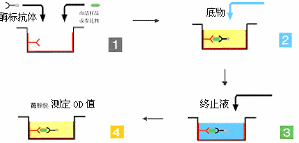 酶联免疫吸附（ELISA）实验操作说明