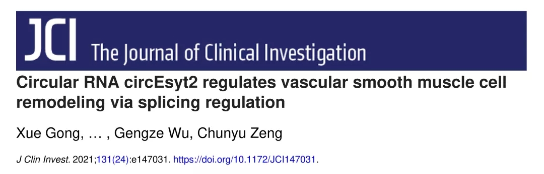 JCI（IF14+）丨circRNA测序助力揭示circEsyt2调控血管平滑肌细胞重塑的机制