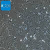 兔肝间质细胞永生化/免疫荧光鉴定