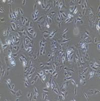 猪乳腺上皮细胞