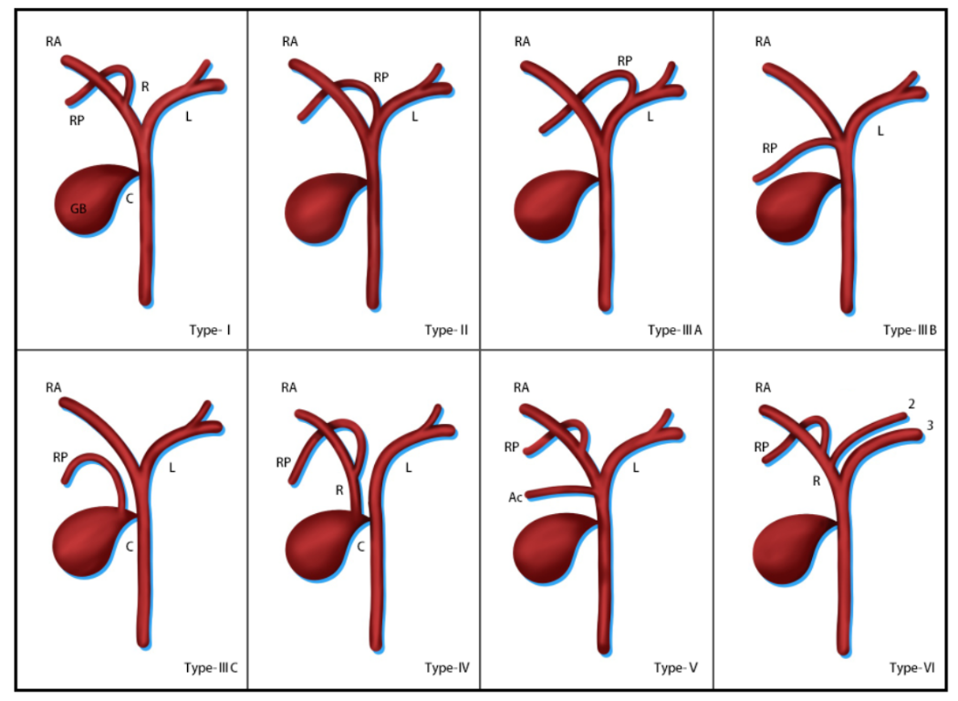 胆道系统解剖图解素材图片下载-素材编号00813725-素材天下图库