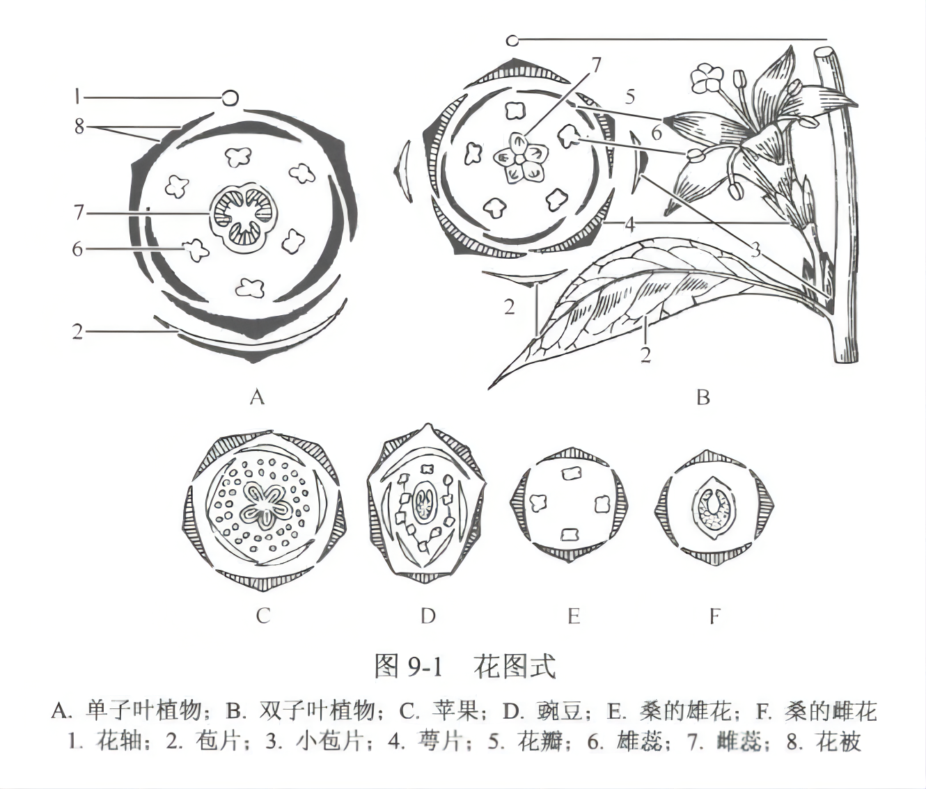 常见花程式花图式图片