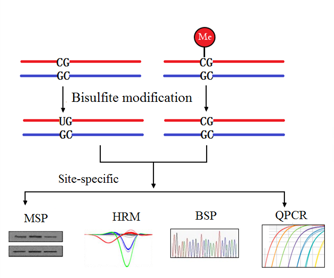DNA 甲基化修饰试剂盒（BSP Kit，50T）