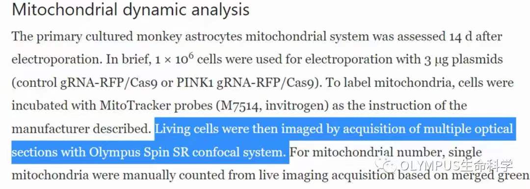 李晓江团队:利用猴模型发现遗传性帕金森疾病新机制