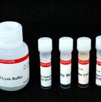 Caspase-3 DEVD-R110 荧光HTS检测试剂盒 30009-1