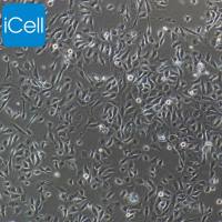 猪鼻腔粘膜上皮细胞永生化/免疫荧光鉴定/镜像绮点（Cellverse）