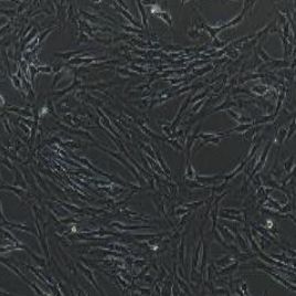 猪骨骼肌卫星细胞永生化