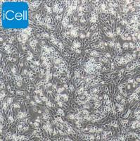 鸡气管上皮细胞/免疫荧光鉴定/镜像绮点（Cellverse）