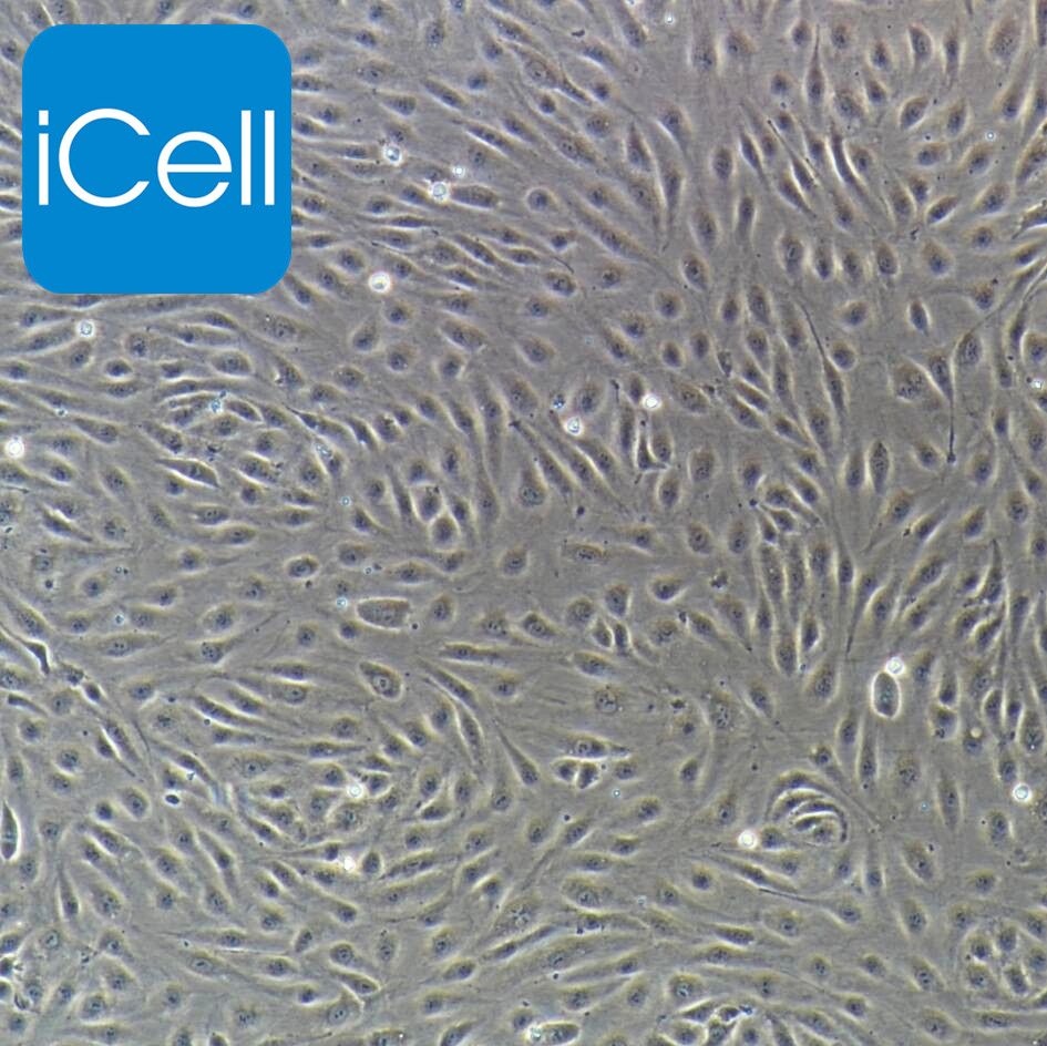 人肝窦内皮细胞永生化/免疫荧光鉴定/镜像绮点（Cellverse）