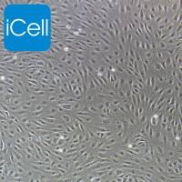 人肝窦内皮细胞永生化/免疫荧光鉴定/镜像绮点(Cellverse)