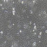 麝香鼠乳腺上皮细胞永生化