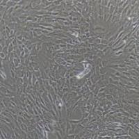 猪骨髓间充质干细胞