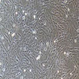 鸡气管黏膜上皮细胞永生化