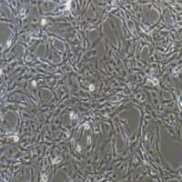 大鼠脑微血管内皮细胞永生化