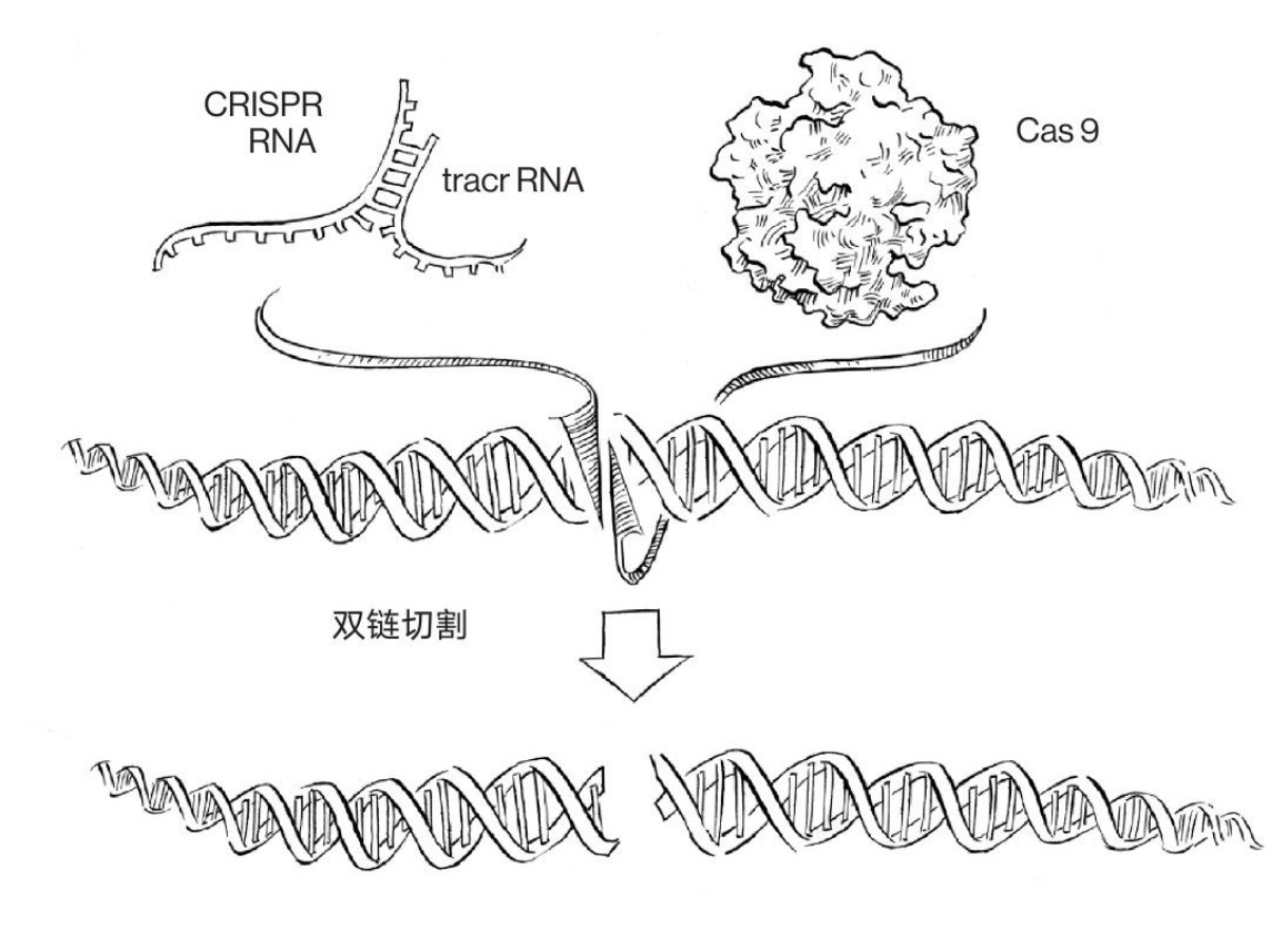 “剪”得断，理不乱| CRISPR/Cas9技术简史（上）