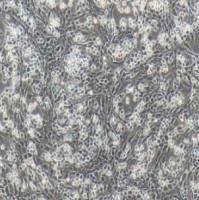 鸡气管上皮细胞