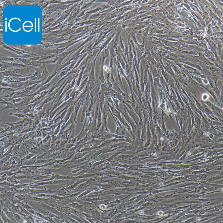猪肝星状细胞永生化/免疫荧光鉴定/镜像绮点（Cellverse）
