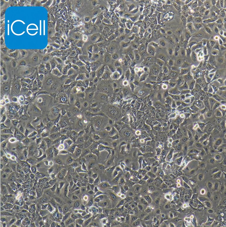 山羊乳腺上皮细胞永生化/免疫荧光鉴定/镜像绮点（Cellverse）