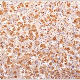 ACTH 单克隆小鼠抗体 (57),CF®488A,0.1 mg/mL BNC880139-500