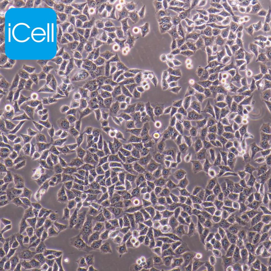 HCC-LM3 高转移人肝癌细胞 STR鉴定 镜像绮点（Cellverse）