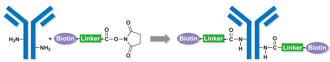 JS1057： Biotin-PEG2-NHS 596820-83-6