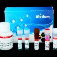 实时PCR细菌活力试剂盒 - Salmonella enterica (invA) 31033