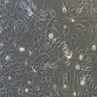 小鼠骨髓巨噬细胞永生化