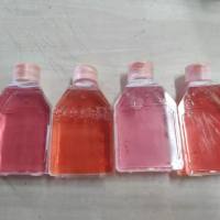 小鼠主动脉内皮细胞/免疫荧光鉴定/镜像绮点（Cellverse）