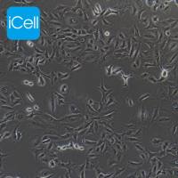 A549 | A549细胞 | A-549细胞 | A-549 | 人肺癌细胞 | STR鉴定