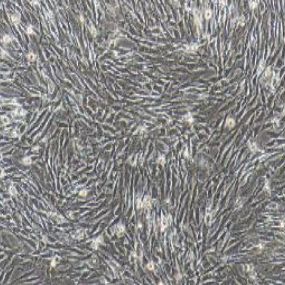 小鼠脂肪干细胞永生化