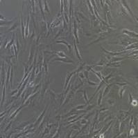 人骨骼肌细胞永生化