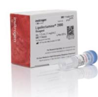 LIFE 11668-019 Lipofectamine 2000 现货