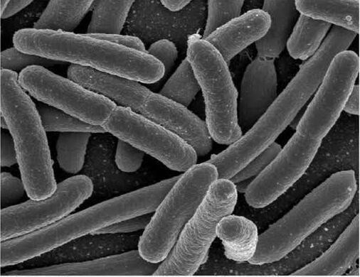 鱼ELISA检测试剂盒常见问题解析