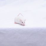 NIH Mice