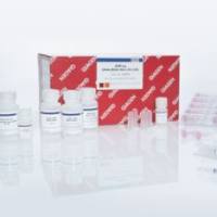 Qiagen 74104/74106  现货热销  总RNA小提试剂盒