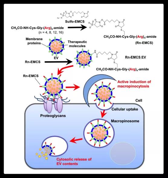 【重磅】电转染应用：从外泌体的巨胞饮途径到细胞内给药系统