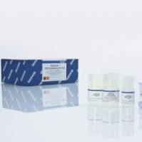 Qiagen 28704/28706 现货 凝胶回收试剂盒(50T/250T)