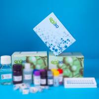 ATP酶法冰冻切片动物肌肉组织分型染色测定试剂盒