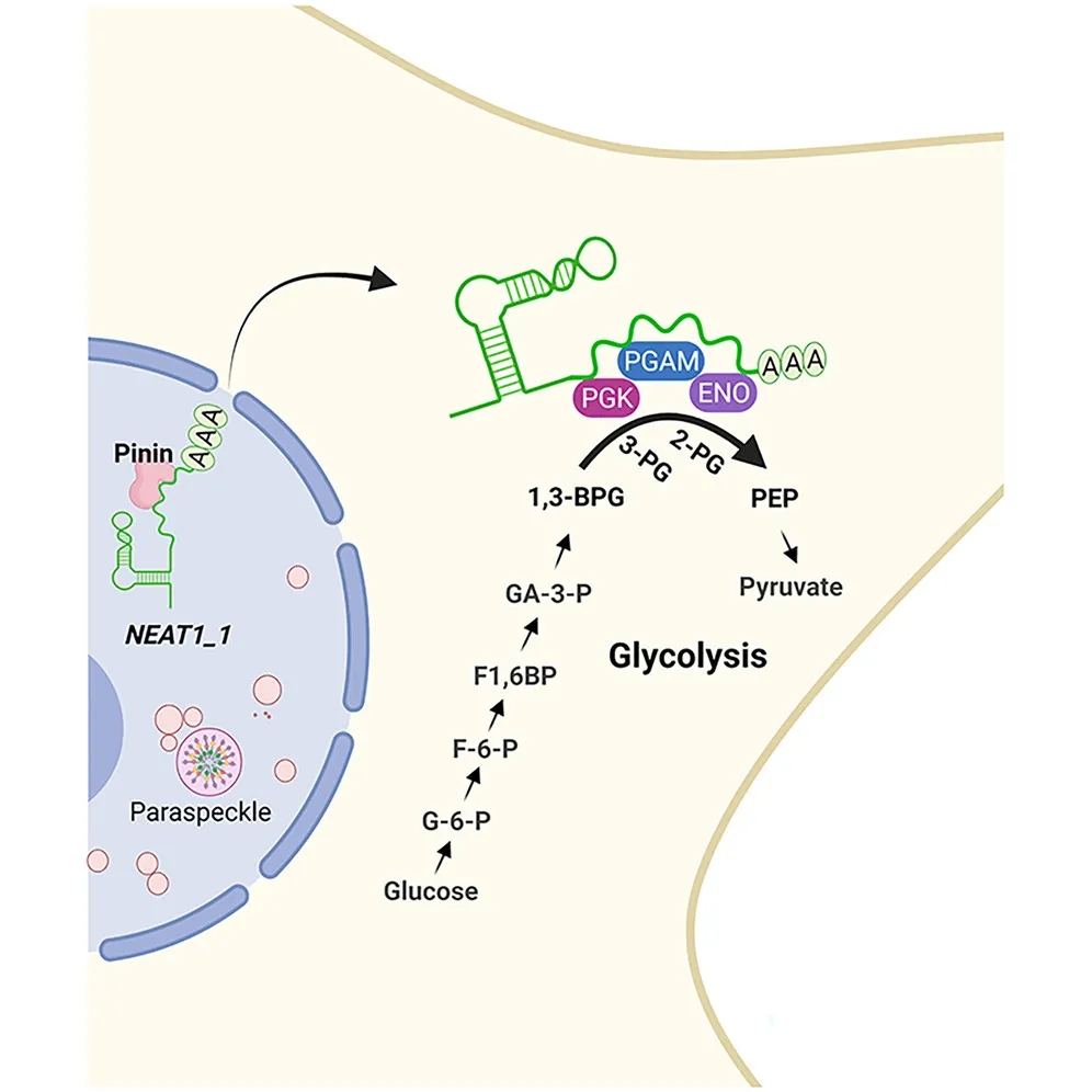 lncRNA新研究进展盘点（20211224）