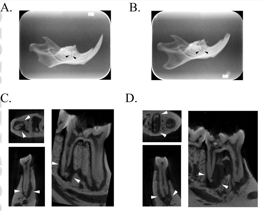 低氧/厌氧产品案例——低氧与口腔牙周炎研究