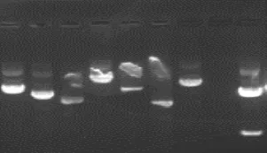 影响核酸凝胶电泳结果的原因分析