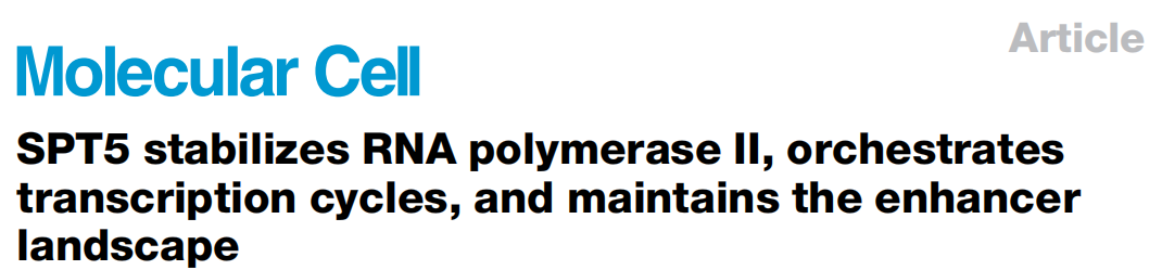 多组学方法共同揭示SPT5稳定RNA聚合酶II，协调转录运行