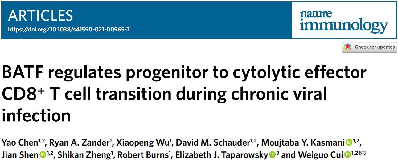 BATF调控细胞毒效应T细胞产生
