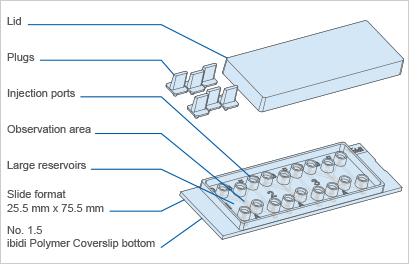 趋化性癌细胞迁移的准确跟踪——转移的基本见解