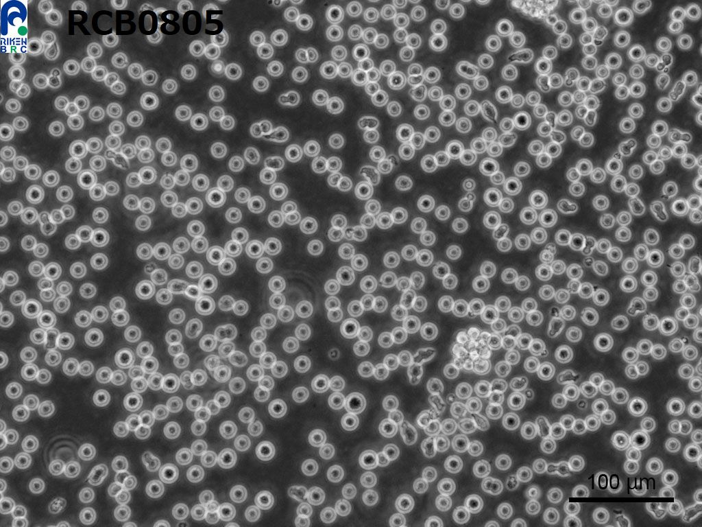 BAF3[BA/F3; BaF3; BAF3; Baf3]小