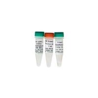 5-hmC Glucosyltransferase